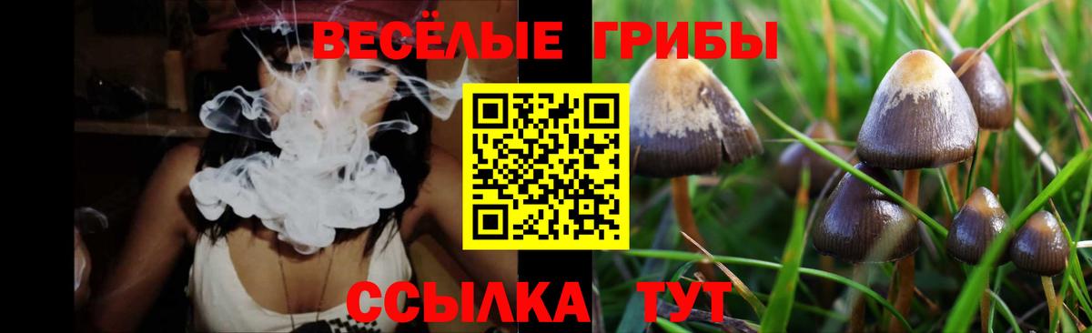 Хасавюрт  купить   Вход с VPN  Галлюциногенные грибы GOLDEN TEACHER  Псилоцибиновые грибы Psilocybine cubensis 
